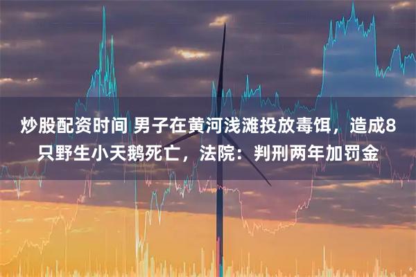炒股配资时间 男子在黄河浅滩投放毒饵，造成8只野生小天鹅死亡，法院：判刑两年加罚金